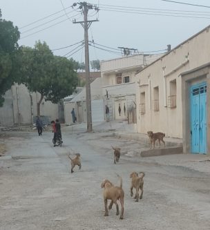 جولان سگهای ولگرد در مسجدسلیمان