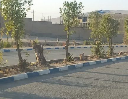 قطع غیر اصولی و گسترده درختان در بیمارستان تامین اجتماعی/لزوم ورود محیط زیست و سایر نهادهای نظارتی